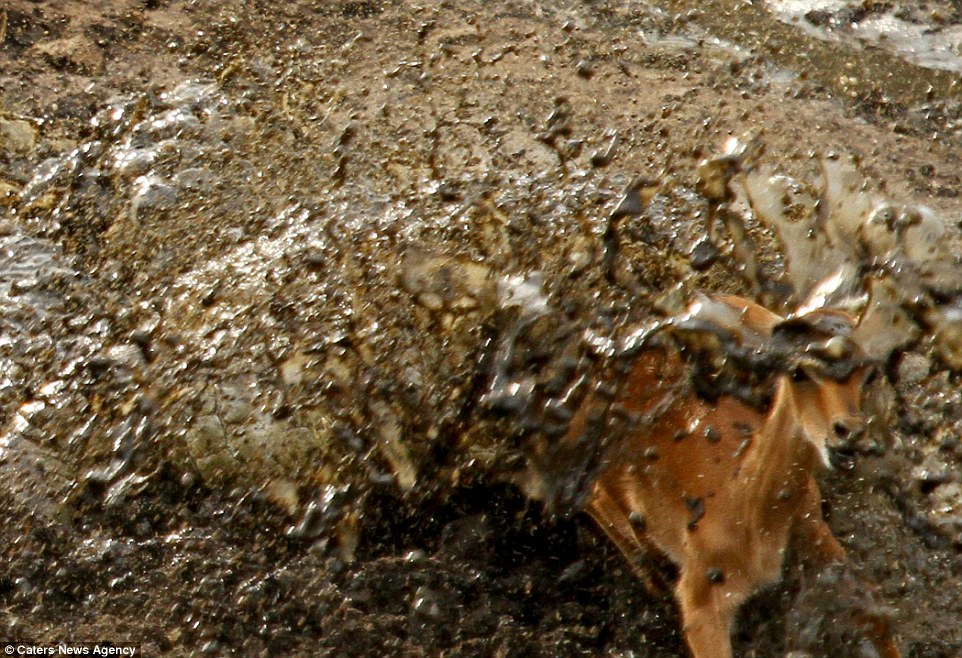 Dramatic: Mud splatters into the air as the crocodile launches itself out of the water and clamps down on the impala as it tries to escape