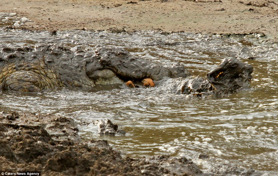 Going under: Just the last tufts of hair are seen on the rump of the impala as it is dragged beneath the water by the powerful crocodile