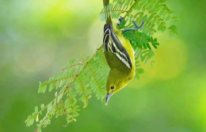 Females and males have extremely similar appearances, with females appearing more green.