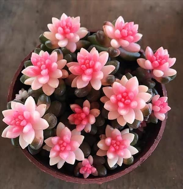 This is what succulent plants should look like! - Uncategorized | Посадка  суккулентов, Идеи посадки растений, Суккуленты