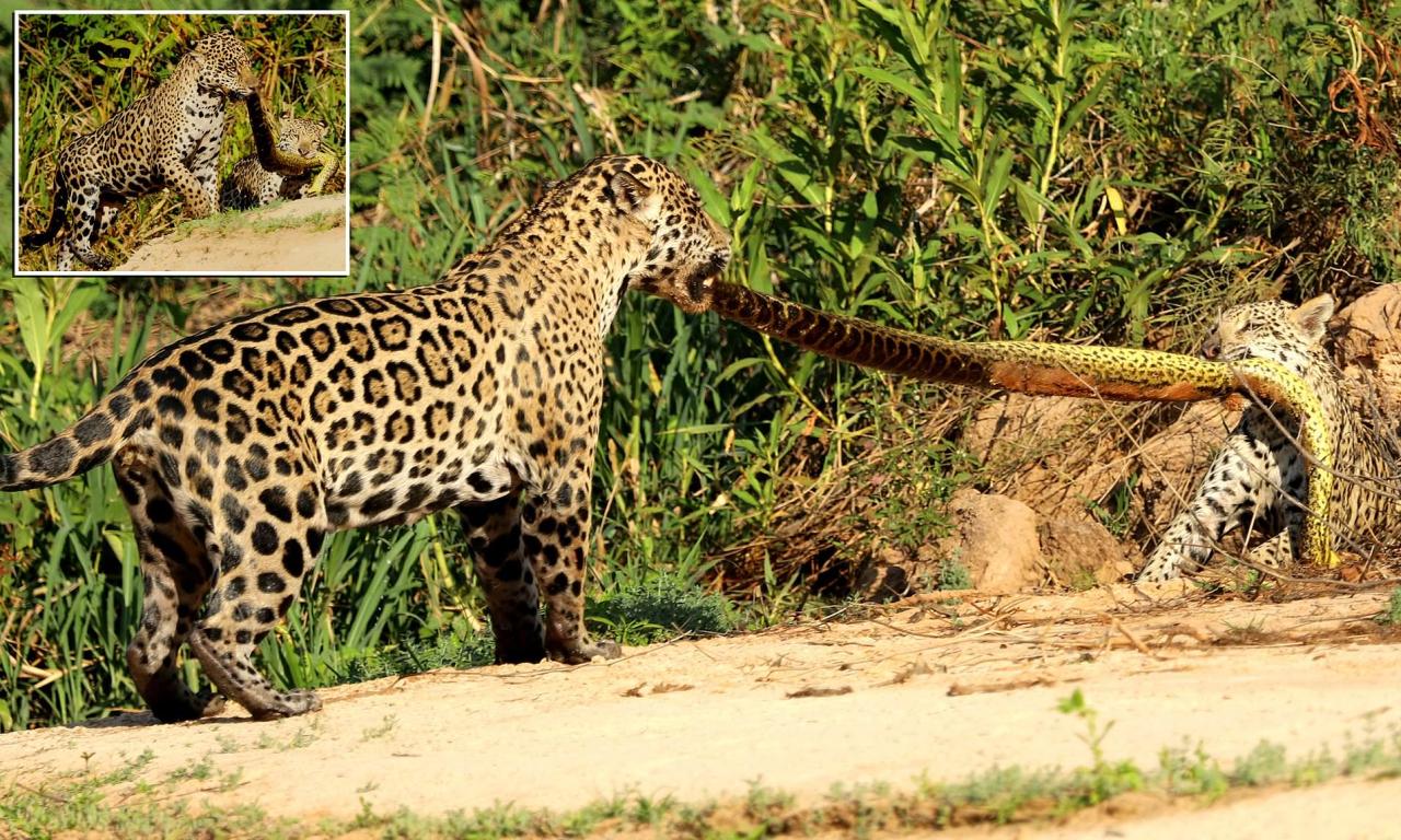 Jaguar and her cuƄ haʋe a tug of war oʋer ten foot long anaconda in Brazil | Daily Mail Online