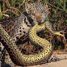 Photographer/poultry - Jaguarʋs Anaconda | FaceƄook