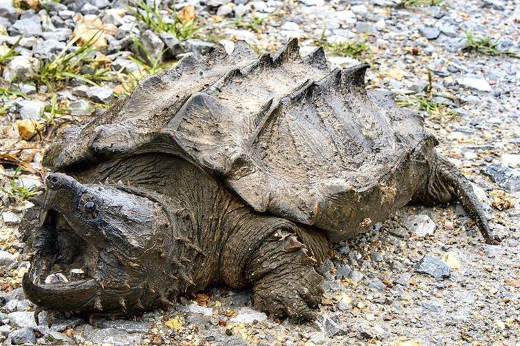 Researchers spot reclusive alligator snapping turtle | News | effinghamdailynews.com