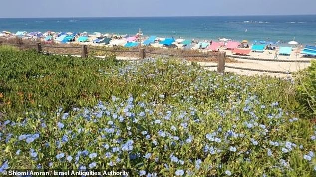 'The fact that these people were buried along with weapons, including entire arrows, shows that these people might have been warriors,' David Gelman said. Above: Palmahim Beach in southern Israel