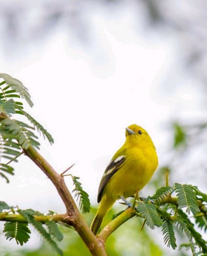 El Coммon Iora es un pequeño pájaro que se encuentra principalmente en las ramas superiores de un árbol.