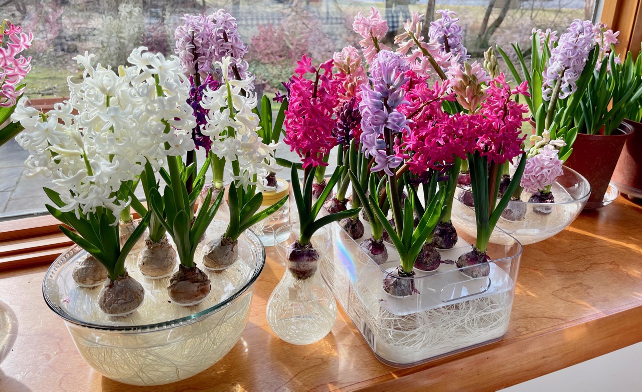 Katalin Kariko on Twitter: "Here is the result of my experiment with the hyacinth bulbs in water culture - 2 weeks after placing them to the window https://t.co/LD8lv52uOV" / Twitter