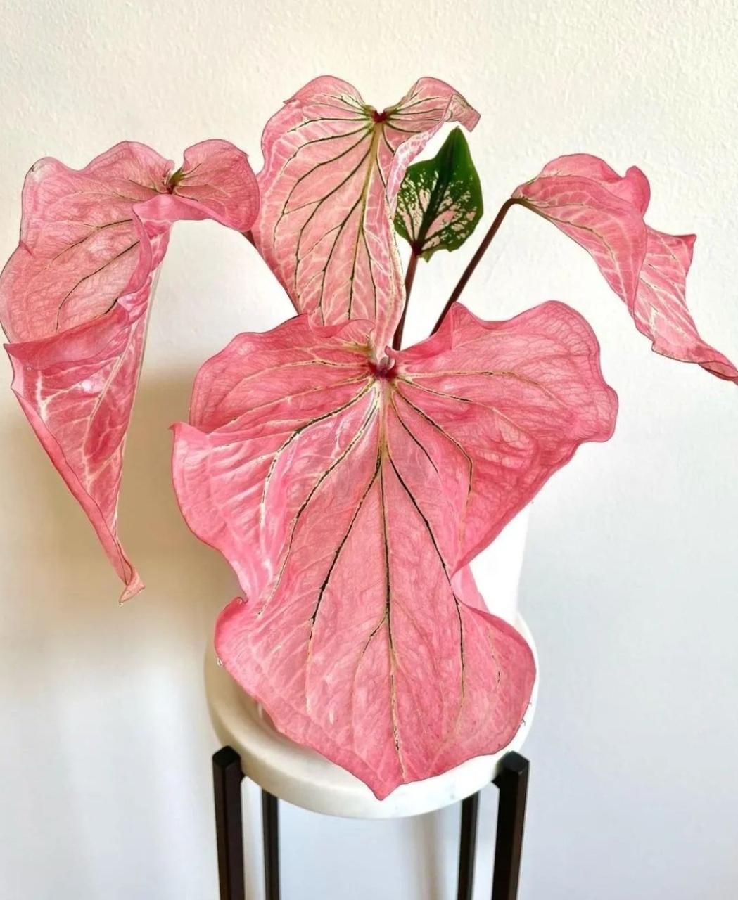 Houseplant Hobbyist on Twitter: "The Caladium Pink Symphony is a must have  🌿 https://t.co/W84QSqlWda" / Twitter