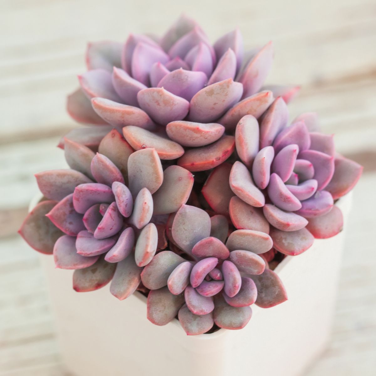 Clear The Air With Pink Succulents