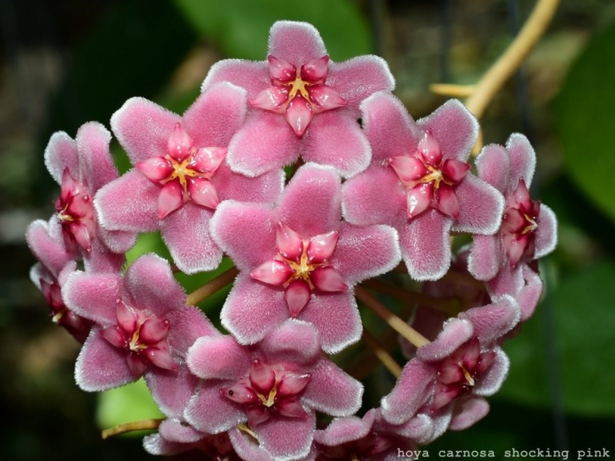 Hoya carnosa 'Shocking pink' - Tropics @Home