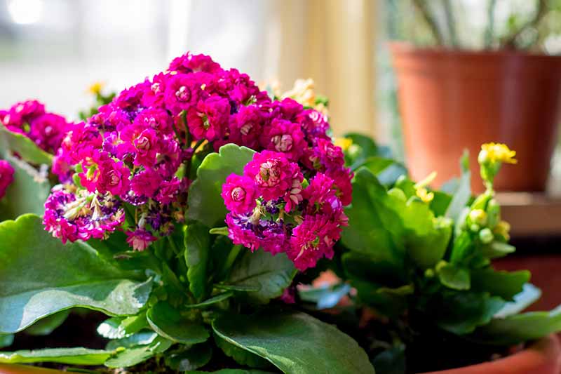 23 Colorful Houseplants to Warm Up Your Winter | Gardener's Path