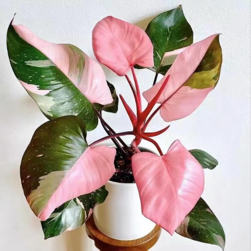 Philodendron Pink Princess Tissue Culture for sale - HappyForestStore