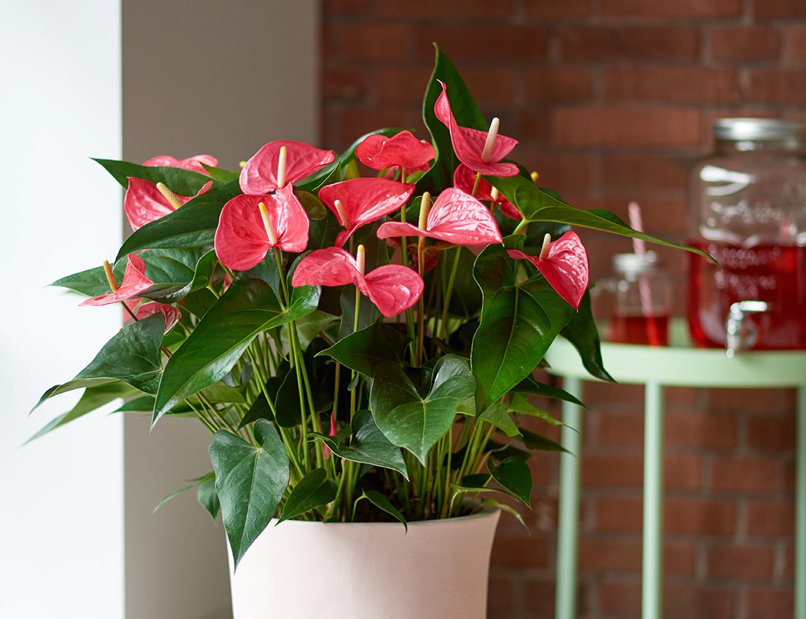 How to get an anthurium plant to bloom: a number of tips