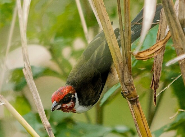 The Masked Cardinal is an intriguing bird, measuring about 16.5 inches in length and weighing 23 grams