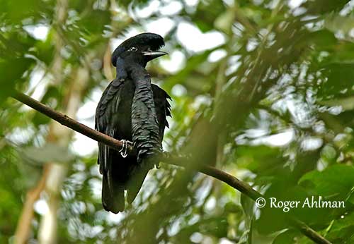 Long-wattled Umbrellabird