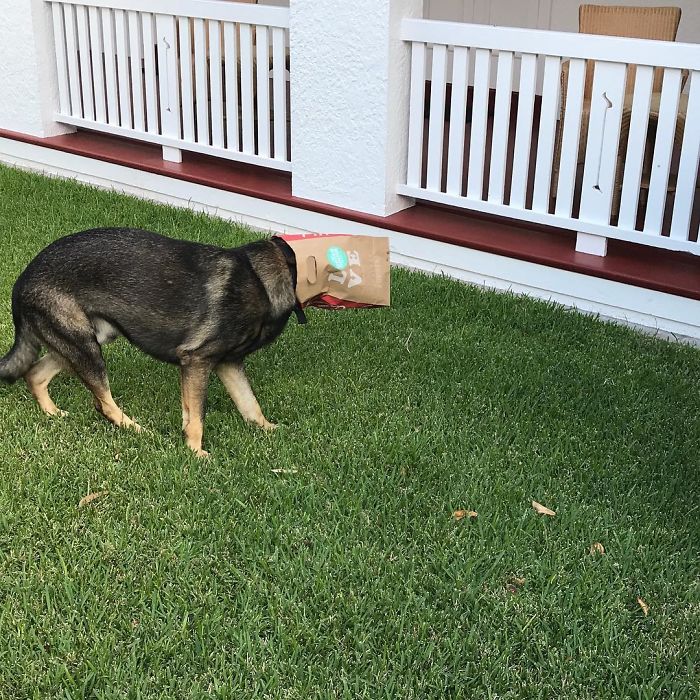 Police Dog Gets Fired For Being Too Friendly, Later Receives An Even Better Job Offer