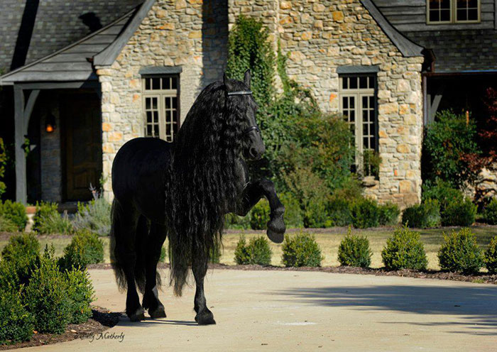 Frederik-The-Great-Friesian-Horse-Stallion