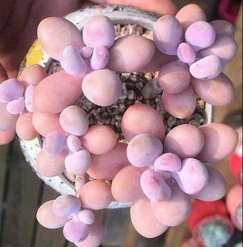 Pink Moonstone Succulent 15 Seeds Graptopetalum Amethystinum. - Etsy