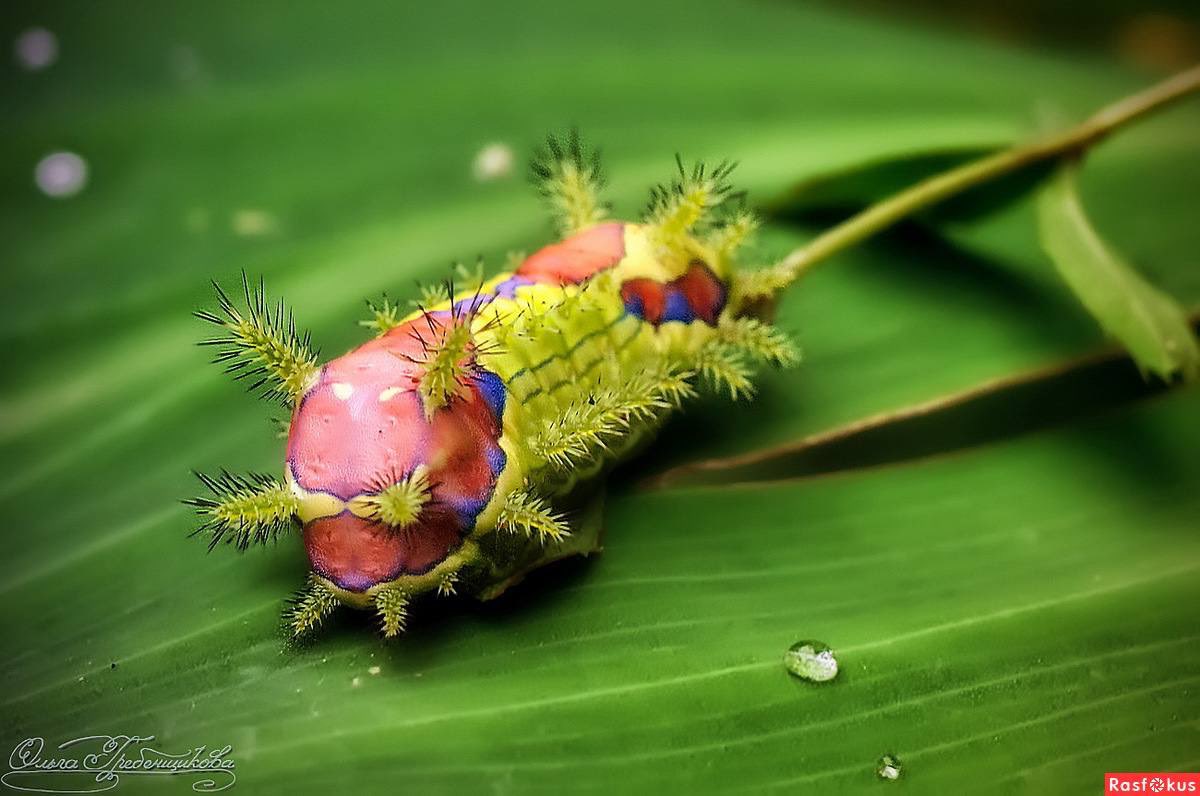 Watch the amazing molting process of the beautiful Saturniidae moths through each stage - Magazine