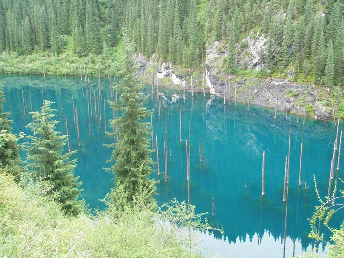 7 Incredible Submerged Forests | Amusing Planet