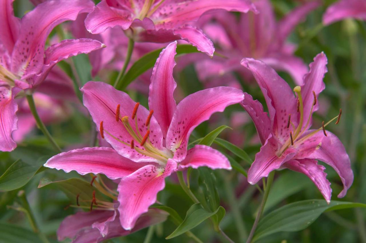 9 Types of Garden Lilies to Grow in Your Garden