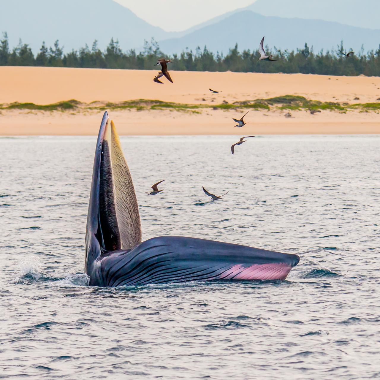 <em>A blue whale forages in the waters near De Gi Beach in Phu Cat District, Binh Dinh Province, Vietnam. Photo: </em>Hoang Duc Ngoc / Tuoi Tre