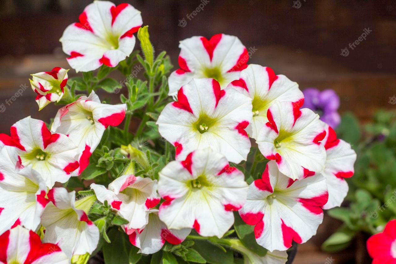 Premium Photo | Petunia. beautiful lush petunia bushes bloom in the summer  garden.