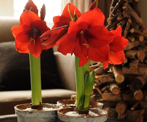 Punch list: Indoor houseplants and holiday bulbs