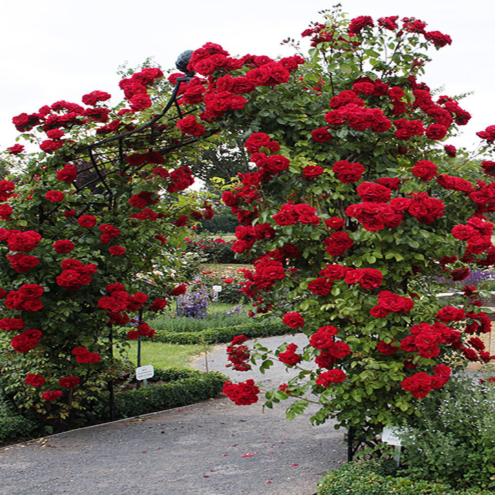 Red Climbing Rose Seeds Garden Flower Plant Seedlings, (Buy 1 Get 1 15%  Off) | eBay