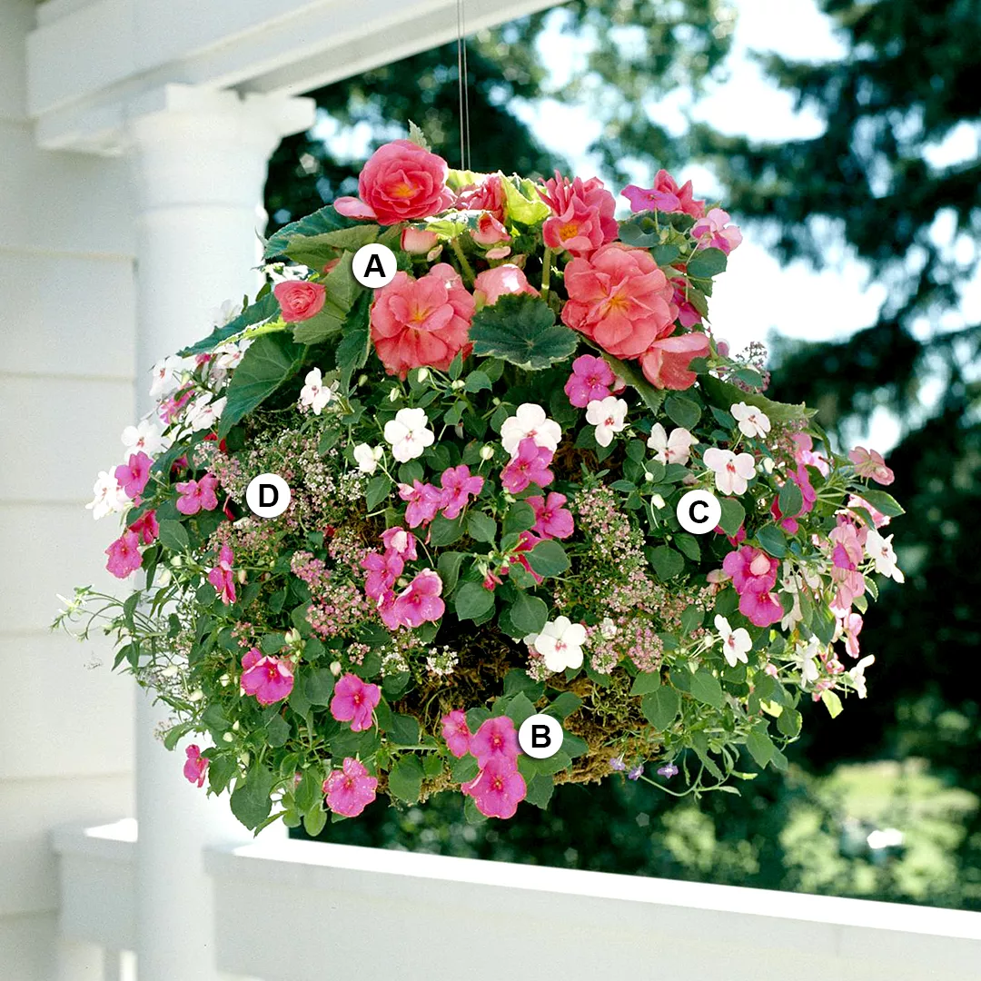 patio with hanging basket of begonia and impatiens